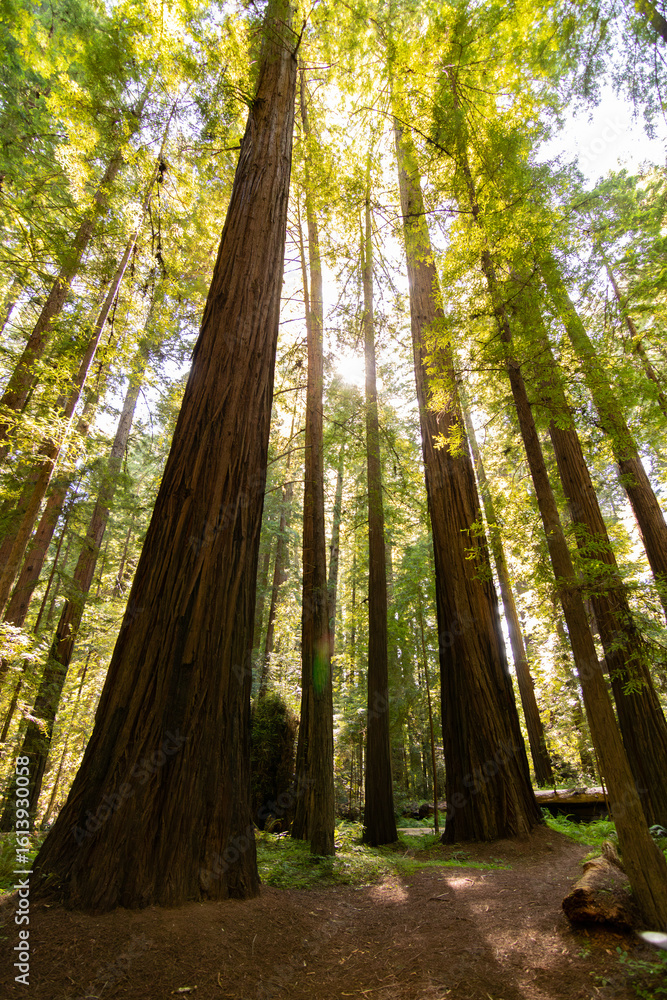 Naklejka premium redwood grandeur