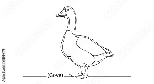 Domestic goose illustration in side profile on white background  