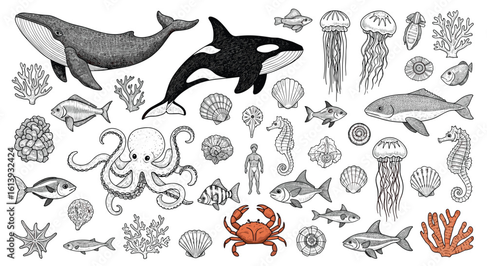 Obraz premium Captivating collection of marine life illustrations showcasing diverse underwater creatures