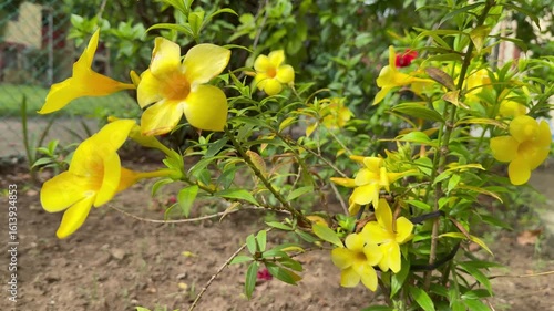 yellow spring flowers