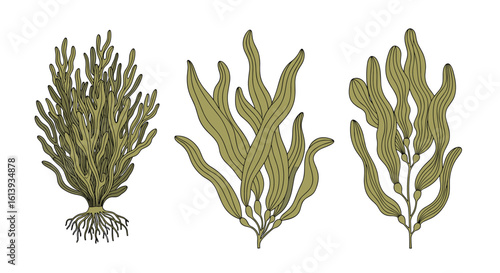 Illustrations of various types of seaweed showing their distinct branching patterns and root structures in a natural marine environment with clear ocean water