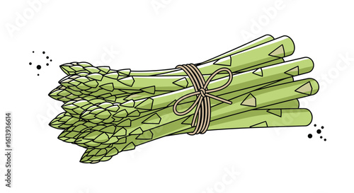 A fresh bundle of green asparagus tied together with twine ready for culinary preparation and healthy eating