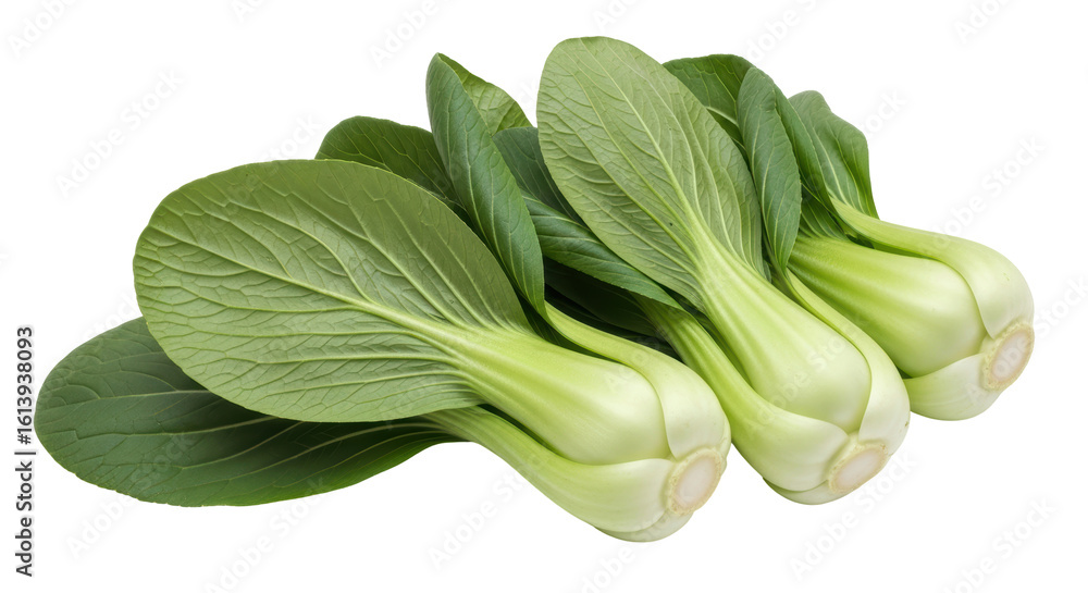 Fototapeta premium Isolated bok choy
