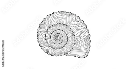 Detailed textured illustration of a fossilized spiral shell with intricate inner whorls and external ridges presented on a white background