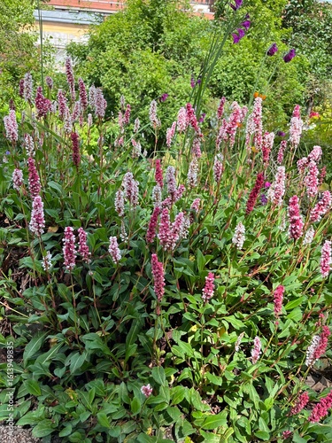 Himalayan Blossoming Polygonum affine Darjeeling Red chameleon variety with colorful inflorescences in a summer garden.natural background
