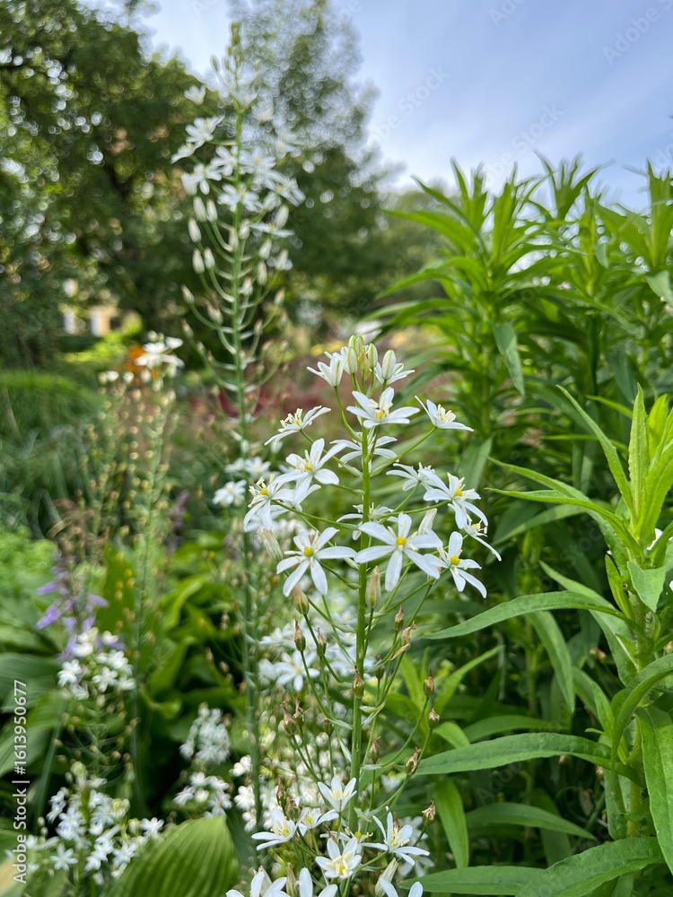 Obraz premium ornithogalum arcuatum.a beautiful unusual plant on a long stem with many white star-shaped flowers in a summer garden. Natural background