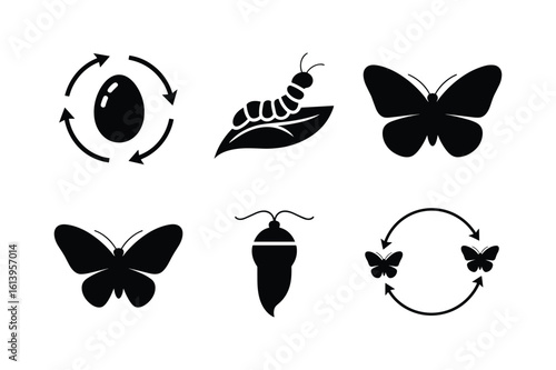 Butterfly life cycle stages and transformation caterpillar pupa