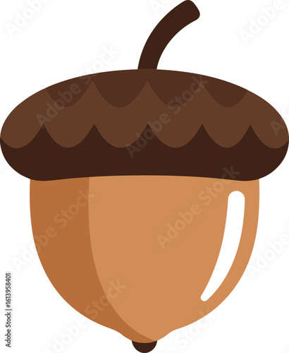 acorn