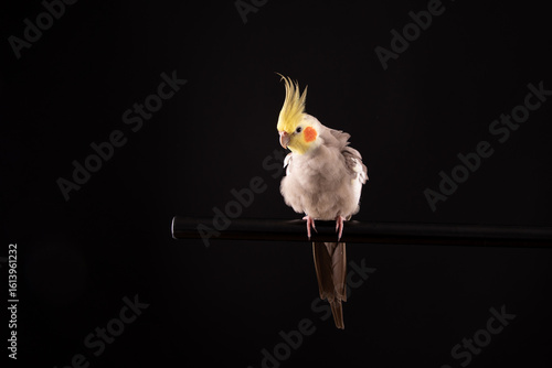 Cockatiel Fluffy feathers, bird isolated on a black background