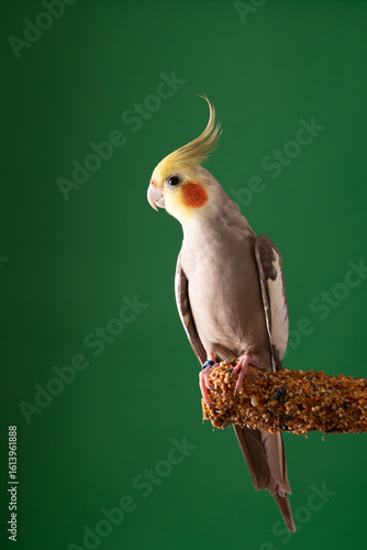 Parrot Cockatiel perched on treats stick on green background