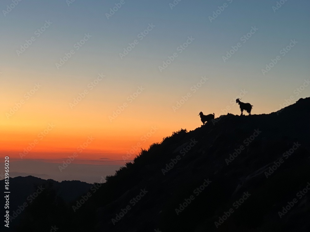 silhouette of goats at sunset silhouette of goats at sunset