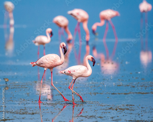 Lesser Flamingos Wading and Feeding in Lake