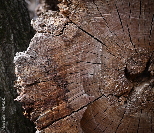 old wood texture