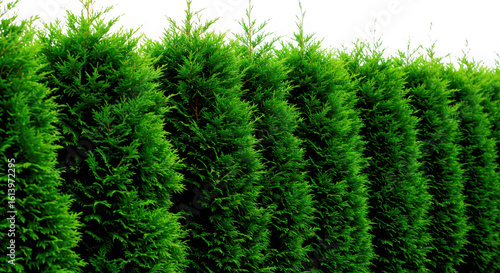 Lush green tall evergreen arborvitae hedge trees in a row isolated on transparent background