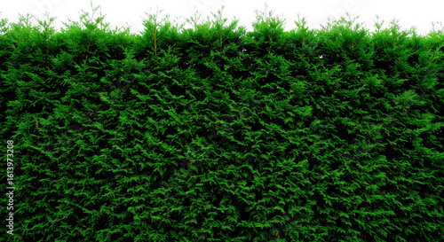 A dense and vibrant green hedge with a dark background isolated on transparent background