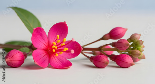 Hyper-Realistic Close-Up of Pink Spring Blossom with Buds and Leaf