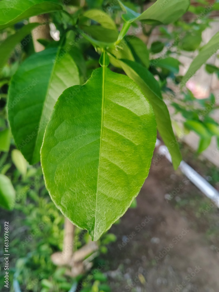 Obraz premium Lemon Leaves Green color in the garden