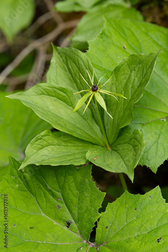 Photography true lover's knot or herb paris (Paris quadrifolia)