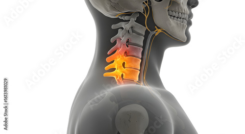 Cervical Spine Pain Anatomy and Causes