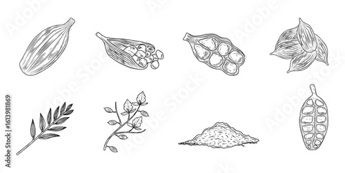 Cardamom Hand Drawn Ink Sketch Vector Set Illustration