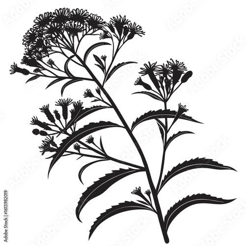 ironweed arkansas with leaves
