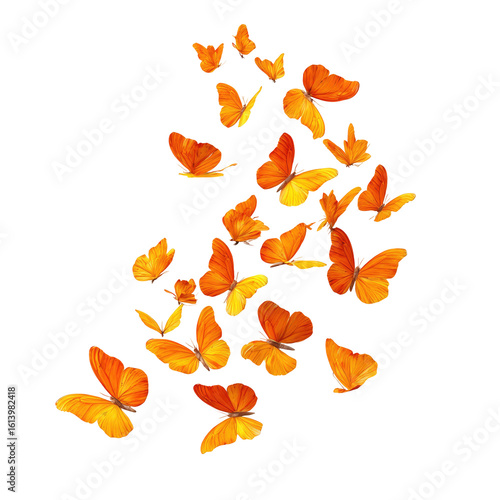 A cluster of orange butterflies