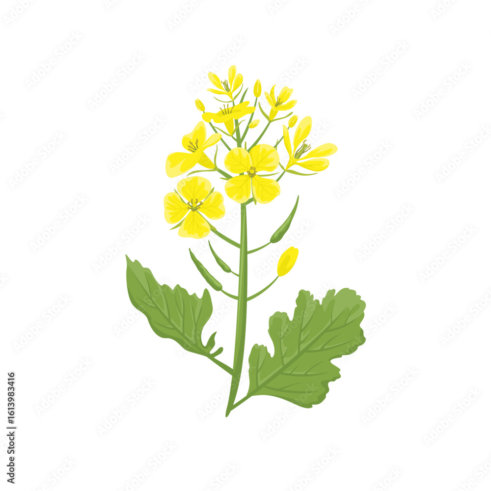 Fototapeta premium Mustard plant isolated on white background. Vector cartoon flat illustration. Floral icon
