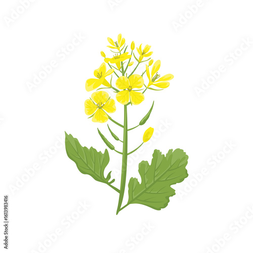 Mustard plant isolated on white background. Vector cartoon flat illustration. Floral icon