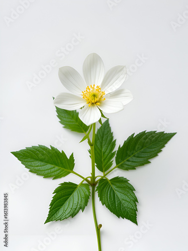 Isolated white background with Eclipta alba