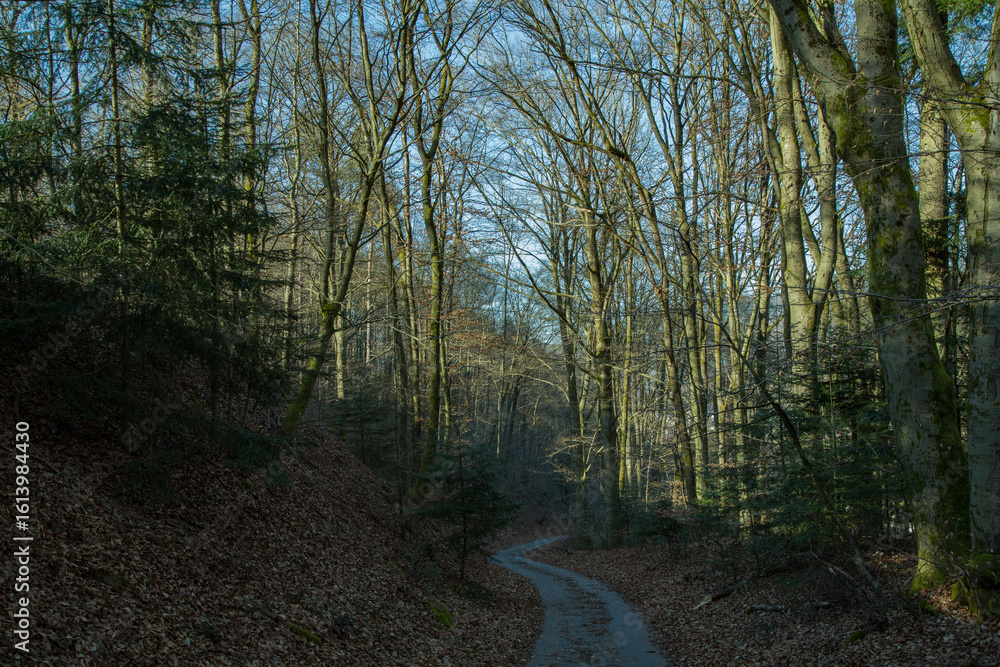 Fototapeta premium Golden forest path glowing with early morning light