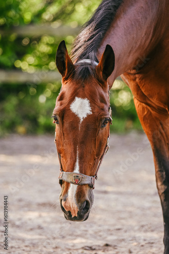 Bay warmblood horse with halter low to the ground looking straight into the camera