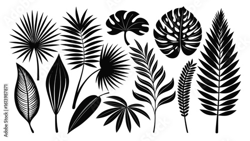 Palm Leaf Assortment Vector Graphic Design silhouette on white background
