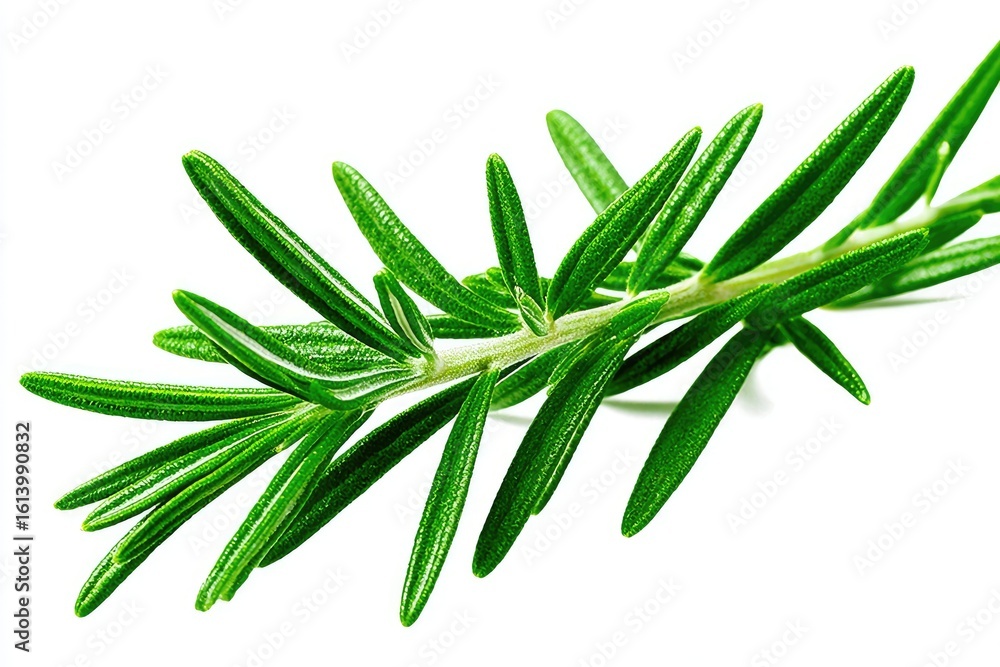 Fototapeta premium Close-up of fresh rosemary sprig