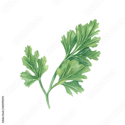 Photography Fresh cilantro or parsley sprig watercolor illustration