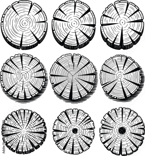 Tree Trunk Cross Section Set with Growth Rings Engraved Illustration.