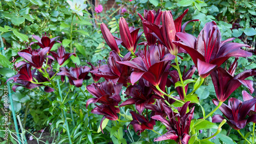 Lilies named Blackstone in full bloom
