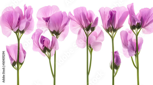 Delicate pink flowers, soft petals, stems, close-up, isolated, floral arrangement