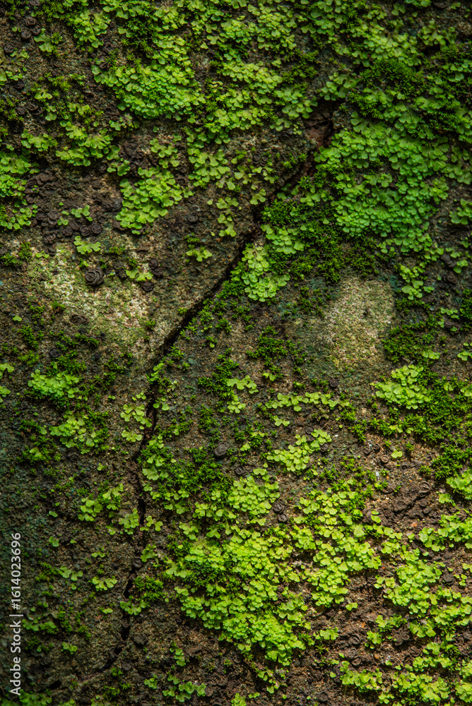 Moss and grass growing on old wall surface, natural texture background Moss and grass growing on old wall surface, natural texture background