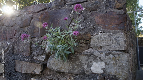 Bild auf Leinwand Mauerblümchen