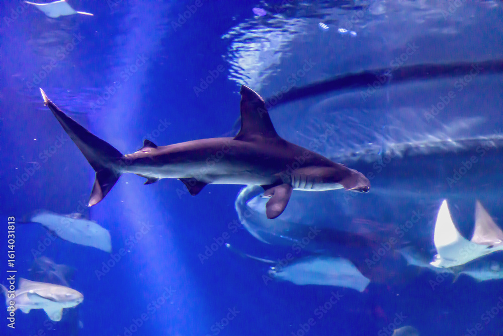 Obraz premium The hammerhead shark swimming underwater