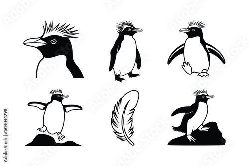 Penguin illustrations with crested heads and feathers crested penguin line art