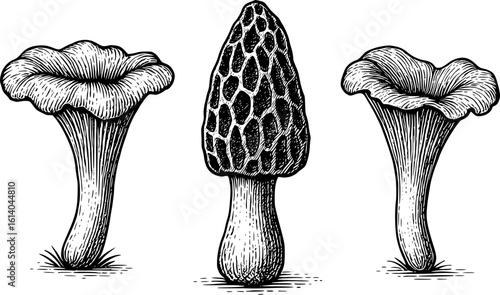 Vintage Mushroom Illustration – Chanterelles and Morel Engraving Vector