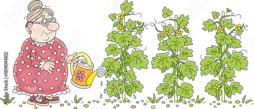 Happy granny gardener watering cucumber plants in her summer kitchen garden, vector cartoon illustration on a white background