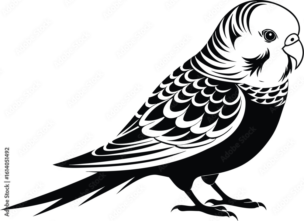 Fototapeta Budgerigar bird silhouette, parakeet line art, pet bird vector, minimal avian dr