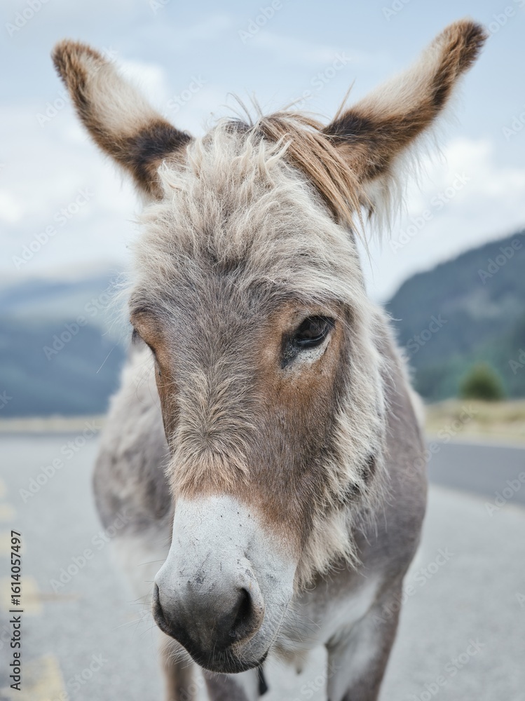 Fototapeta premium Portrait of a donkey from the Transalpina road in Romania