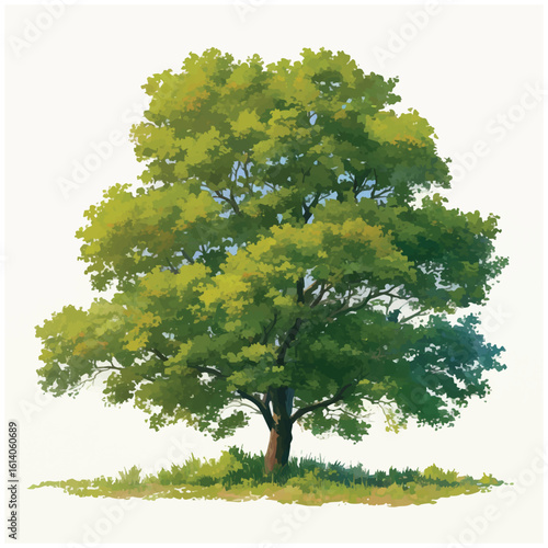 Lush green deciduous tree vector illustration. Detailed digital painting of a solitary oak tree isolated on white.