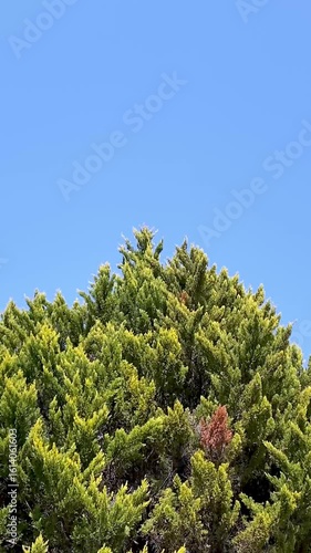 Wallpaper Mural 青空と風に揺れる針葉樹のてっぺん（縦動画・手持ち） Torontodigital.ca