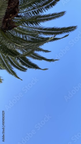 Wallpaper Mural ヤシの木の葉が風に揺れる夏空（縦動画・手持ち） Torontodigital.ca