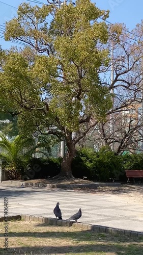 Wallpaper Mural 公園の静かな午後と一羽のハト（縦動画・手持ち） Torontodigital.ca