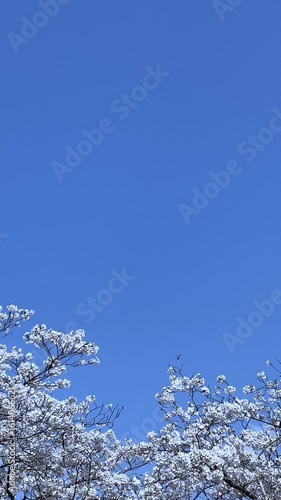 Wallpaper Mural 青空に映える満開の桜（縦動画・手持ち） Torontodigital.ca